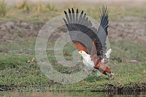 Flying African Fish Eagle taking off