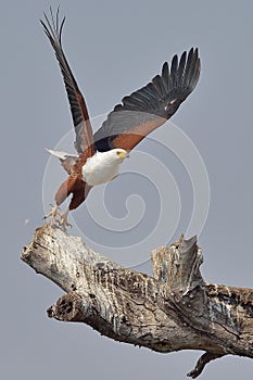 Flying African Fish Eagle taking off from dead tree