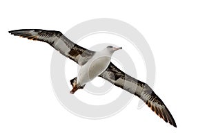 Flying albatross isolated on white kauai hawaii