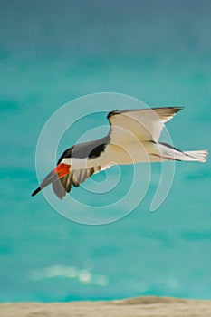 Black Skimmer photo