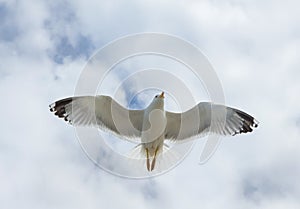 Flying alone closeup seagull