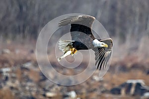 Flying American bald eagle with a fish in its claws at Conowingo Damn in Maryland