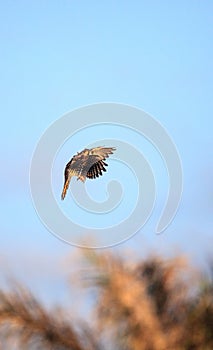 Flying American kestrel Falco sparverius in Marco Island