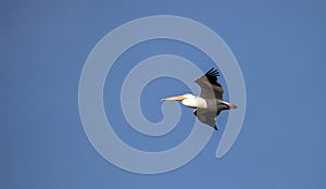 Flying American white pelican Pelecanus erythrorhynchos