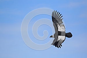 Flying andean condor photo
