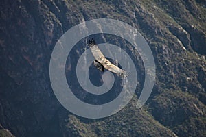 Flying Andean condor Vultur gryphus, valley Colca Canyon, Peru