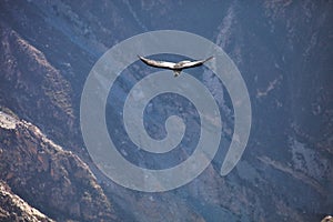Flying Andean condor Vultur gryphus, valley Colca Canyon, Peru