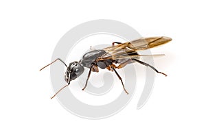 Flying ant isolated on white background