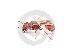 Flying ant isolated on white background. Pogonomyrmex badius, the Florida harvester ant. side profile view with wings