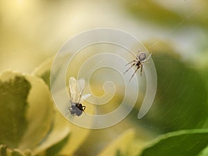 Flying ant in spider's web