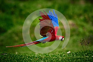 Flying Ara macao, Scarlet Macaw parrot, isolated on blurred green background.