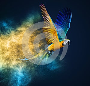 Flying Ara parrot
