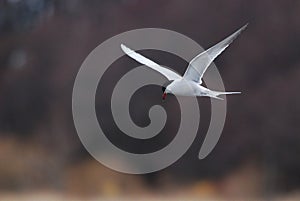 Flying Arctic Tern