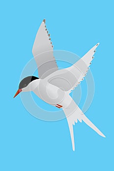 A flying Arctic tern on a blue background