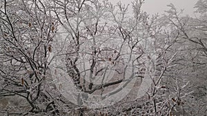 Flying around oak tree branches covered with rime ice or hoarfrost