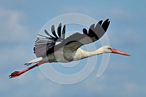 Flying arrow. White Stork in flight. Danube Delta, landmark attraction in Romania