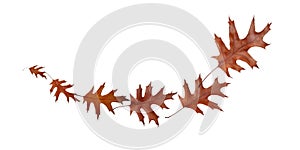 Flying autumn dry brown oak leaves isolated on white