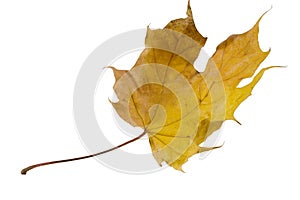 Flying autumn maple leaf