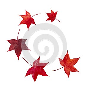 Flying autumn red american sweetgum tree leaves spiral isolated on white