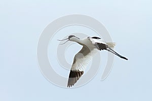 The flying avocet on the blue background.