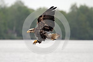 Flying bald american eagle