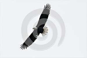 a flying bald eagel against the sky