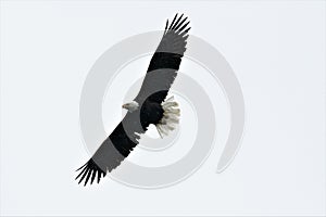a flying bald eagel against the sky photo