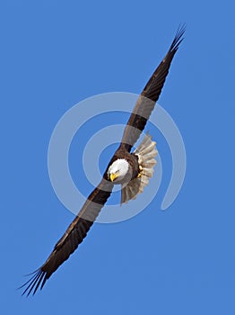 Flying Bald Eagle