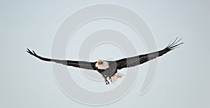 Flying Bald Eagle