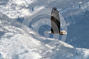 Flying bald eagle img