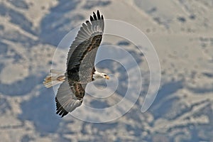 Flying bald eagle