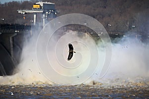 A flying bald eagle at the Conowingo dam preying on fish stunned by water