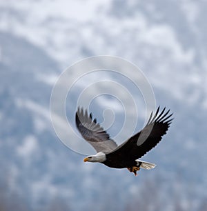 Flying bald eagle