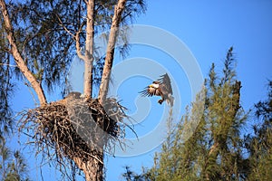 Flying bald eagle Haliaeetus leucocephalus parents with their nest of chicks on Marco Island