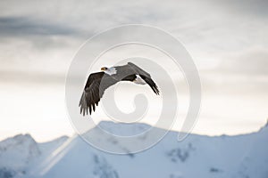 Flying bald eagle ( Haliaeetus leucocephalus washingtoniensis ) over snow-covered mountains.
