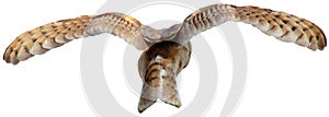 Flying Barn Owl