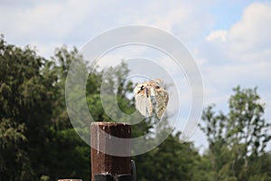 Flying barn owl