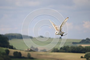 Flying barn owl