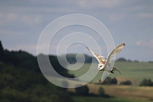 Flying barn owl