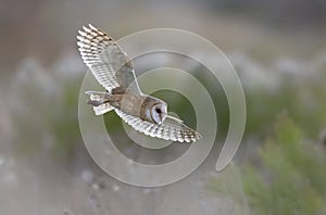 Flying Barn owl