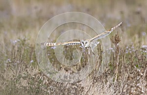 Flying Barn owl