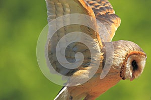 Flying barn owl