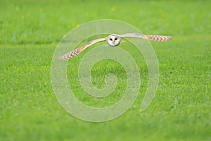 Flying barn owl