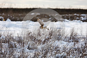 Flying barn owl