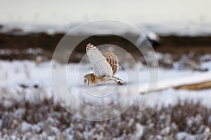 Flying barn owl