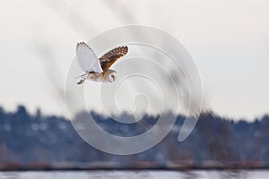 Flying barn owl