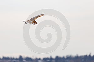 Flying barn owl