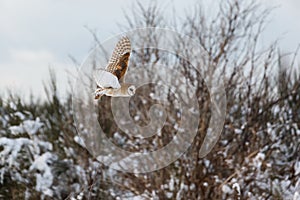 Flying barn owl