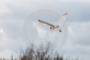 Flying barn owl