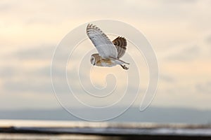 Flying barn owl